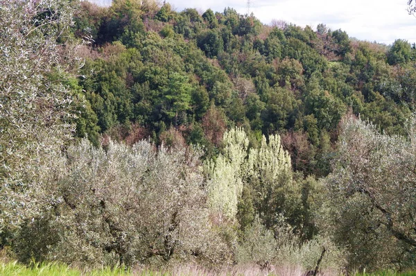 Εξοχή Γύρω Από Vinci Τοσκάνη Ιταλία — Φωτογραφία Αρχείου