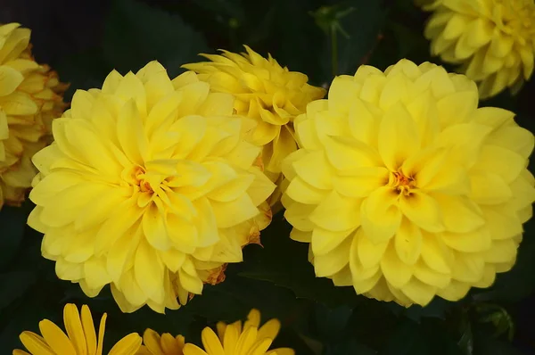 黄色大丽花的布洛姆 — 图库照片