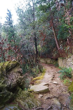 Le Celle Fransisken hermitage çevresindeki ormanda yol, Cortona, Toskana, İtalya
