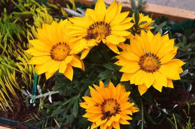 Gazania Gaertn Çiçekleri