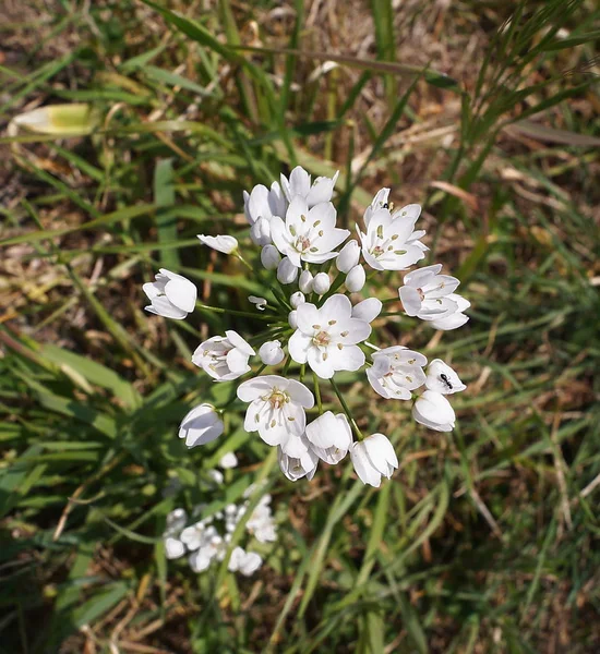 Νάπολη Σκόρδο Allium Neapolitanum Στην Ύπαιθρο Της Τοσκάνης — Φωτογραφία Αρχείου