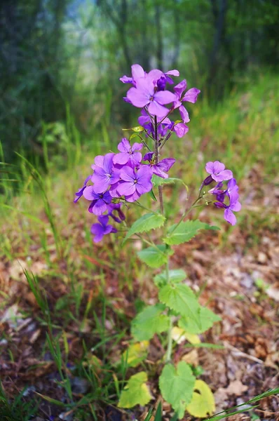 Acetosella Rizomatosa Oxalis Articulata Nella Campagna Toscana — Foto Stock