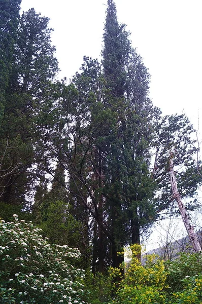 Camino Los Bosques Alrededor Ermita Franciscana Celle Cortona Toscana Italia —  Fotos de Stock