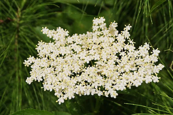 Sambuco Nero Europeo Sambucus Nigra Nella Campagna Toscana — Foto Stock