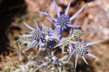 Monte Martano, Umbria, İtalya 'da Eryngos (Eryngium cins) zirvesinde