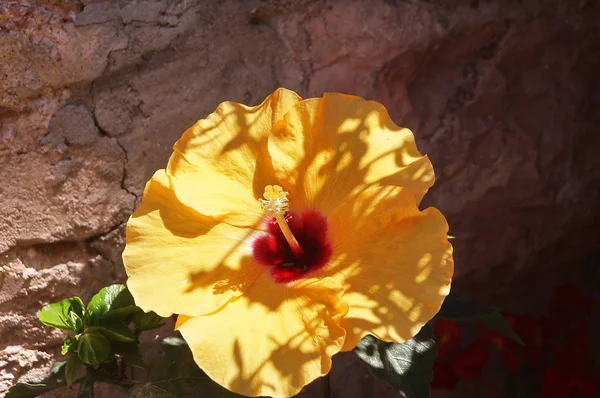 Цветок Гибискуса Летом — стоковое фото