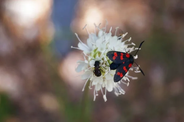 Six Spot Burnet Zygaena Filipendulae Umbrian Countryside Italy — Stock Photo, Image