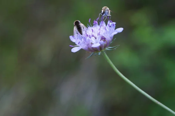 Dipteras Order Diptera Umbrian Countryside Italy — Stock Photo, Image