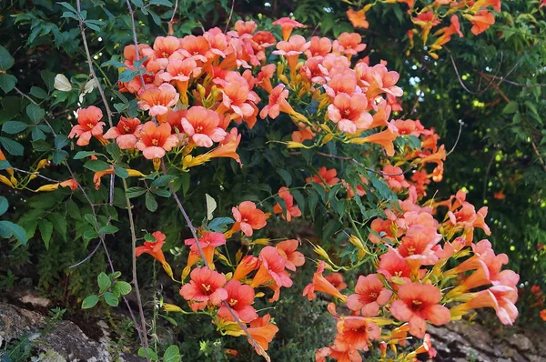 Дикие Bignonia Campsis Radicans Цветы Сельской Местности Умбрии Италия — стоковое фото