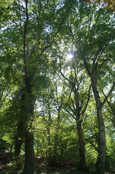 Forêt Des Montagnes Martani Ombrie Italie — Photo