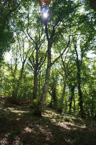 Bosque Las Montañas Martani Umbría Italia —  Fotos de Stock