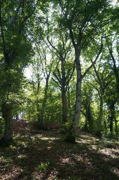 Forêt Des Montagnes Martani Ombrie Italie — Photo