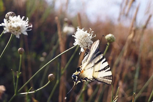 Papillon Iphiclides Podalirius Dans Campagne Ombrienne Italie — Photo