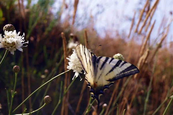 Butterfly Iphiclides Podalirius Umbrian Countryside Italy — Stock Photo, Image