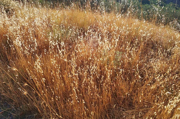 Oreilles Céréales Dans Campagne Ombrienne Italie — Photo