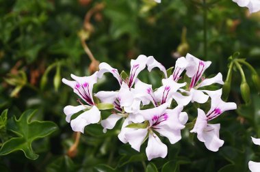 Poggio a Caiano, Tuscany, İtalya 'daki Villa Medicea bahçesinde sardunyalar