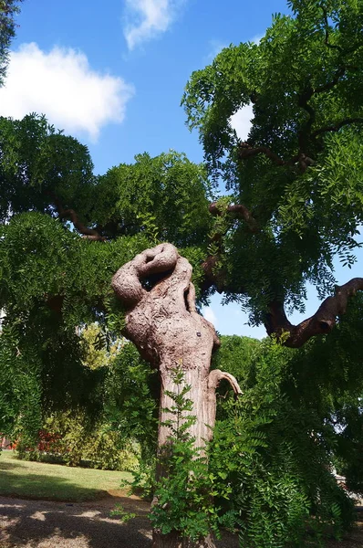 Sophora Japan Styphnolobium Japonicum Park Der Medici Villa Poggio Caiano — Stockfoto