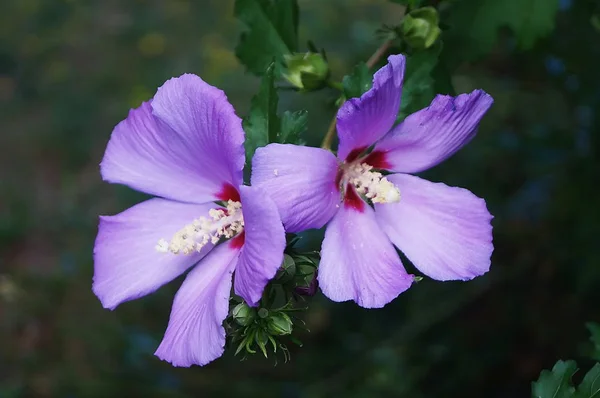 Фиолетовый Hibiscus Hibiscus Syriacus Саду Виллы Медичи Poggio Caiano Тоскана — стоковое фото