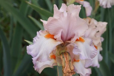 Floransa 'da bir bahçede pembe gözlüklü beyaz iris.