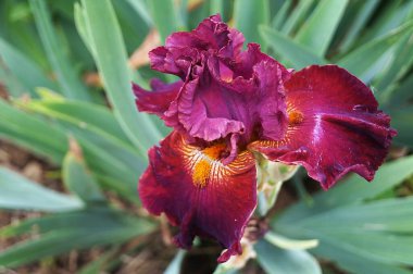 Floransa bahçesinde sarı tonlu mor zambak.