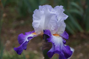 Floransa bahçesinde mor gözlüklü beyaz iris.