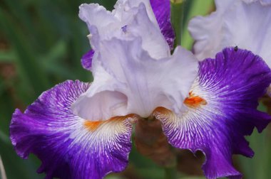 Floransa bahçesinde mor gözlüklü beyaz iris.