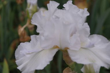 Floransa 'da bir bahçede beyaz göz