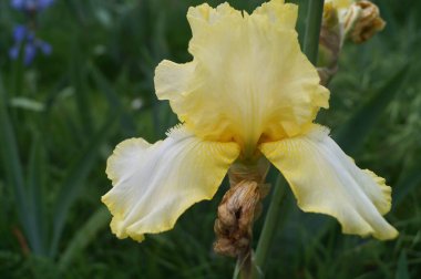 Floransa 'da bir bahçede sarı gözlüklü beyaz iris.