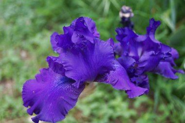 Floransa 'da bir bahçede mavi gölgeli mor zambak.