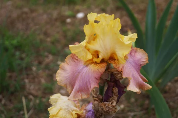 Gele Iris Met Paarse Tinten Een Tuin Florence — Stockfoto