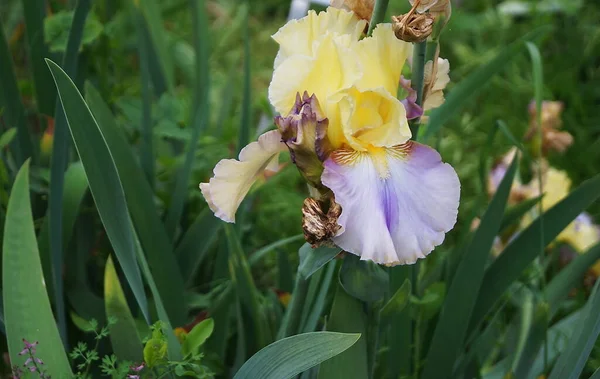 Gele Iris Met Hemelse Tinten Een Tuin Florence — Stockfoto