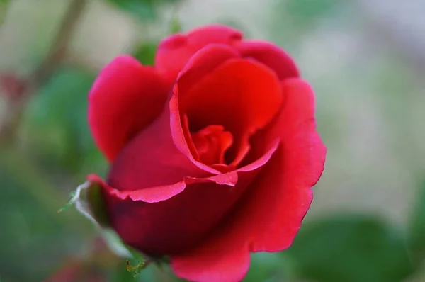 Rose Rouge Dans Jardin Florence — Photo