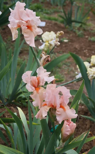 White Irises Pink Shades Garden Florence — Stock Photo, Image