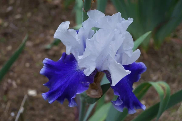 Iris Biru Dan Putih Taman Florence — Stok Foto