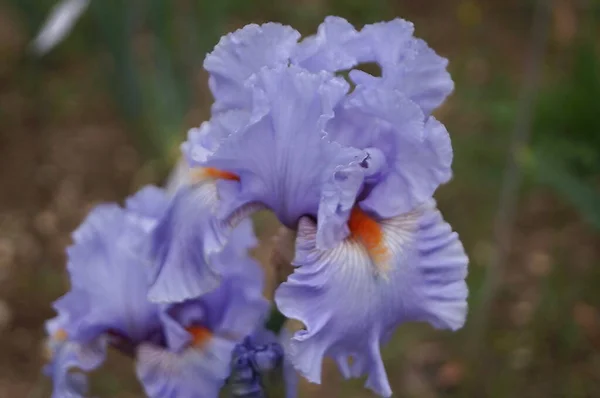 Iris Bleu Clair Avec Des Nuances Blanches Dans Jardin Florence — Photo