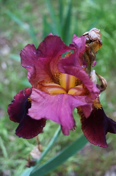 Purple Yellow Iris Garden Florence — Stock Photo, Image