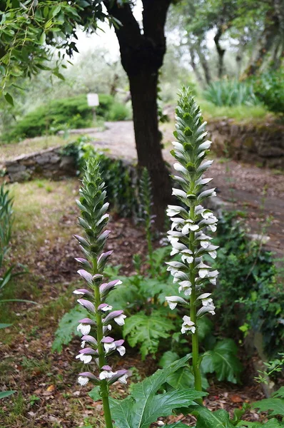 Medve Nadrágok Acanthus Mollis Firenze Kertjében — Stock Fotó