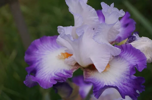 Iris Blanc Avec Des Nuances Violettes Dans Jardin Florence — Photo