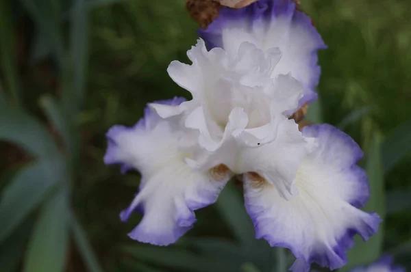 Íris Branca Com Tons Roxos Jardim Florença — Fotografia de Stock