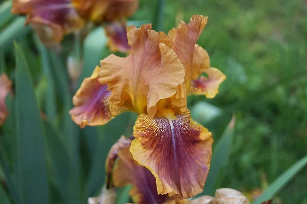 Yellow Iris Brown Shades Garden Florence — Stock Photo, Image