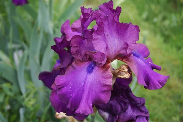 Purple Iris Blue Shade Garden Florence — Stock Photo, Image