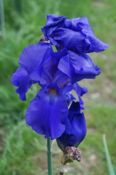 Blauwe Iris Een Tuin Florence — Stockfoto