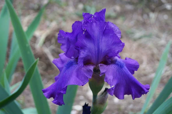 Blue Iris Garden Florence Stock Photo