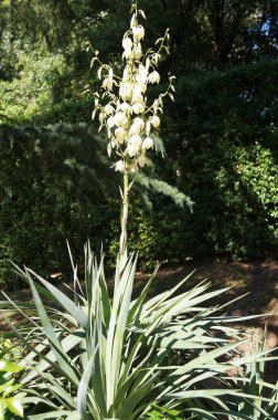 Floransa, Toskana, İtalya 'daki Boboli Bahçeleri' ndeki görkemli Yucca