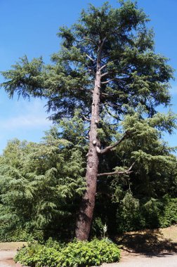 Floransa, Toskana, İtalya 'daki Boboli bahçesindeki laik ağaç