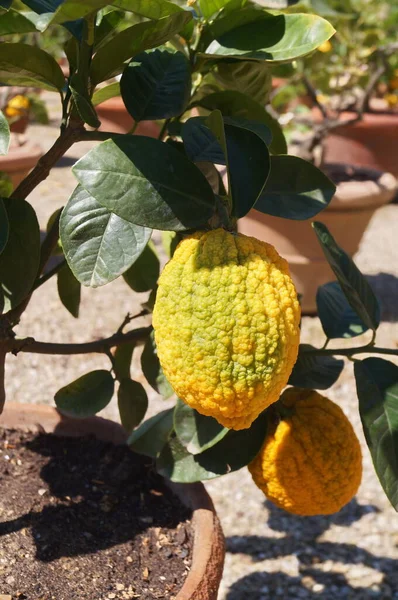 Särskild Variation Citrus Citrus Aurantium Foliis Variegatis Boboli Trädgården Florens — Stockfoto
