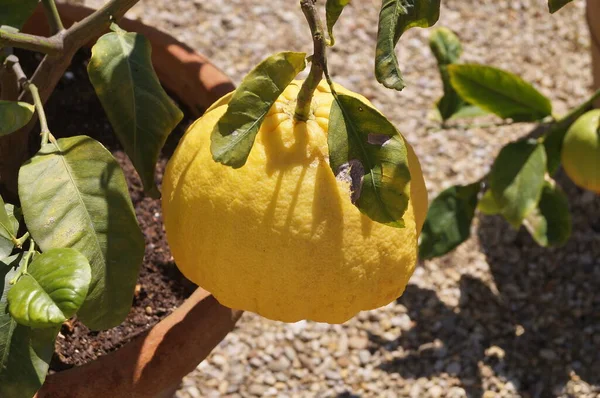 이탈리아 투스카니 피렌체의 보볼리 정원에 비교적 감귤류 Citrus Limon Mellaros — 스톡 사진