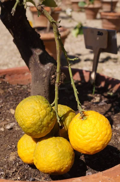 Särskild Variation Citrusfrukter Citrus Aurantium Crispifolia Boboli Trädgården Florens Toscana — Stockfoto