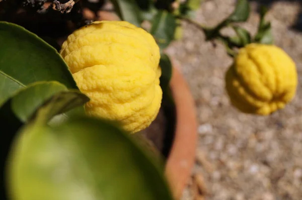 이탈리아 투스카니 피렌체의 보볼리 정원에 비교적 감귤류 Citrus Limon Mellaros — 스톡 사진