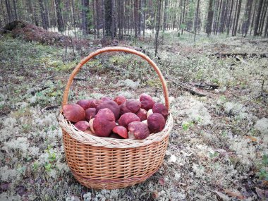 Ormanda beyaz mantar ve beyaz yosun  